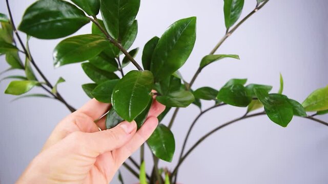 Woman's hand wipes the leaves of beautiful zamioculcas home plant in an orange flowerpot from dust with a sponge. Concept of houseplants cultivation. White background. 