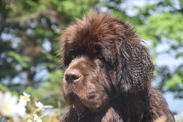 Drooling Large Chocolate Brown Newfoundland Dog in the Summer