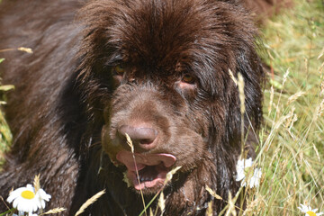 Brown Newfoundland Dog Licking His Nose with Big Tongue