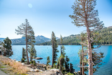 Boats on Lake Tahoe Through Conifer Pine Tree Branches