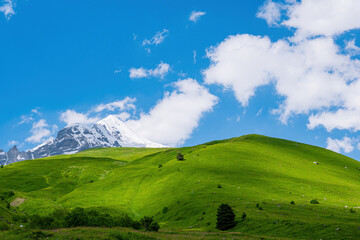 Idyllic landscape with blue sky, fresh green meadows and snowcapped mountain top. Svanetia region, Georgia