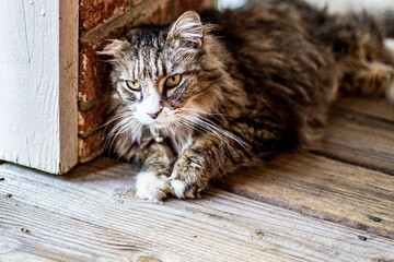 A cat staring off in space laying on a wooden porch