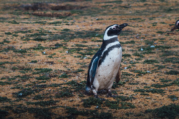 Patagonian penguin on Isla Magdalena in the Strait of Magellan in Chilean Patagonia