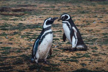 Fototapeta premium Two Patagonian penguins on Isla Magdalena in the Strait of Magellan in Chilean Patagonia