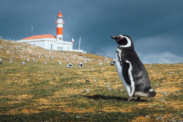 Patagonian penguin looking towards the lighthouse on Isla Magdalena in the Strait of Magellan in Chilean Patagonia with more penguins around - obrazy, fototapety, plakaty