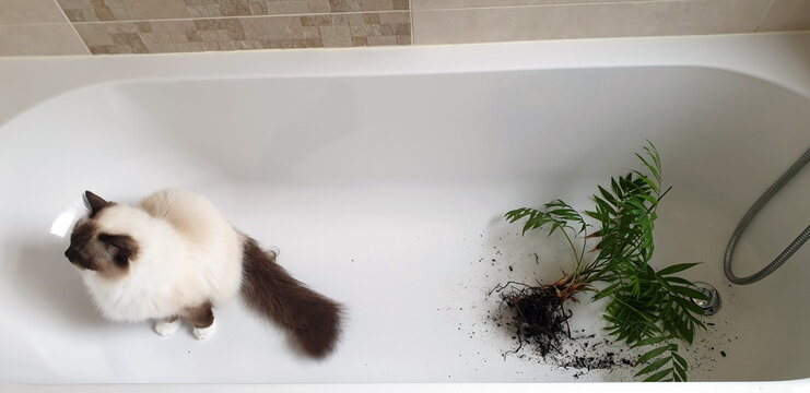 Ragdoll cat sitting in a bath tub turning her back to the damaged plant next to her looking guilty