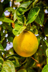 An oroblanco, oro blanco (white gold), Pomelit (Israel) or sweetie is a sweet seedless citrus hybrid fruit similar to grapefruit. It is often referred to as oroblanco grapefruit.