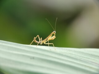 grasshopper on a leaf