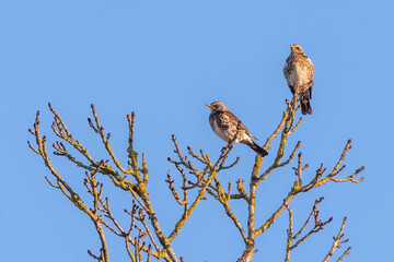 Pair of fieldfares (Turdus pilaris) perched in a tree, winter migrant birds isolated against a blue sky