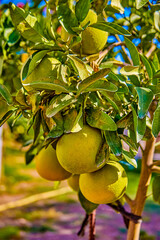 An oroblanco, oro blanco (white gold), Pomelit (Israel) or sweetie is a sweet seedless citrus hybrid fruit similar to grapefruit. It is often referred to as oroblanco grapefruit.