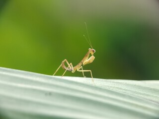 praying mantis on leaf