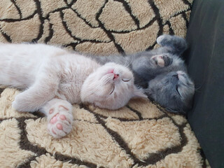 portrait of two funny kittens napping on the sofa