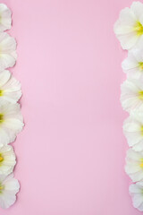 Flowers of white mallow in the form of frame on pink background. Vertical banner, copy space