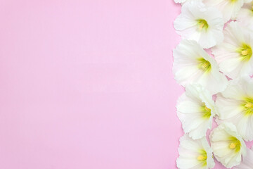 Fototapeta premium White mallow flowers on pink background. Template for wedding invitation. Сopy space