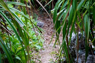 沖縄県宮古島　アダンの葉と道