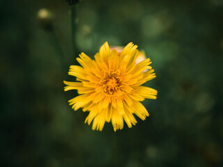 Macro Photo of flowers and plants.