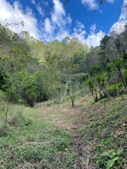 Obraz premium landscape with trees