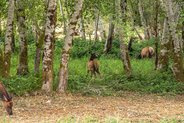 Elk Grazing Along Roadside in California
