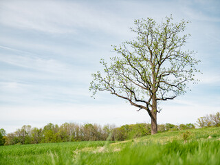 Fototapeta na wymiar Tree blossoming in early spring.