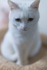 white cat