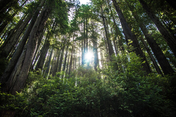 Redwood and Sequoia Trees is Northern California