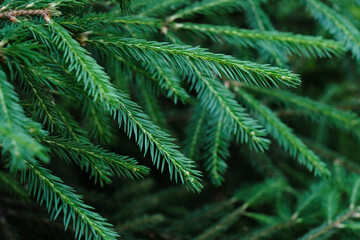 close up of pine needles pattern on the tree branches in the summer park outdoors