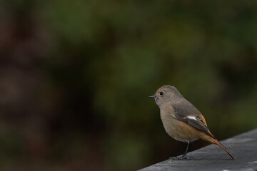 daurian redstart in the park