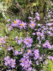 Obraz premium flowers in the garden