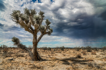 Fototapeta na wymiar A lone Joshua Tree in the high desert plain with a coming storm.