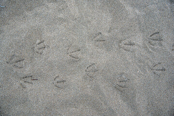 Seagull or Bird Footprints in the California Sand at the Beach
