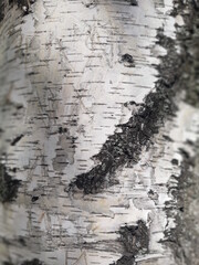 
tree bark texture, birch texture