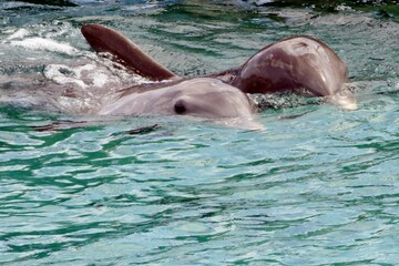 Obraz premium Zwei Delfine schwimmen nebeneinander