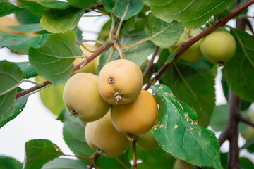 Spoiled apples on a branch. The apple was gnawed by a caterpillar.