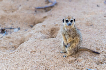 Obraz premium meerkat on guard