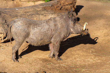 warthog in the wild