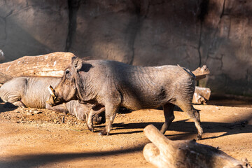 common warthog