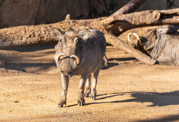 Fototapeta premium common warthog