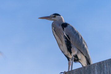 grey heron