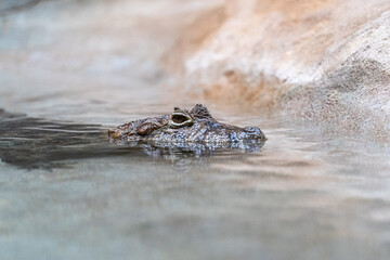 crocodile in the water