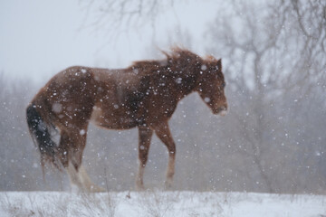 Snow and wind on blurred horse during frigid winter weather.