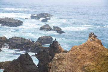 Fototapeta premium Flowers and Wildlife on Stormy Cliffs Along the California Coast at Fort Braggs