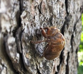 snail on a tree