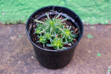 Euphorbia pulvinata - Cactus - Succulent