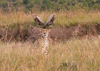 Cheetah mother, Acinonyx jubatus, with her cubs in the Maasai Mara National Reserve in Kenya.