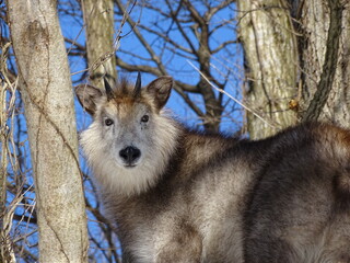 冬のニホンカモシカ
