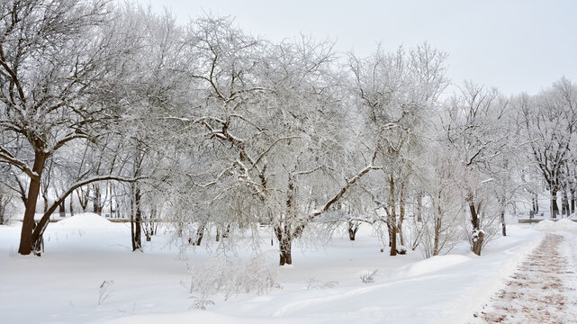 A wonderful winter apple orchard in the purest snow-white hoarfrost, deep creaky snow all around, next to a cleared path sprinkled with sand. Very frosty day and the sky in a light overcast haze.
