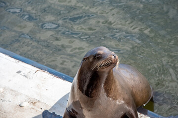 Fototapeta premium Sassy Sea Lions in Santa Cruz California