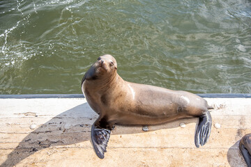Sassy Sea Lions in Santa Cruz California