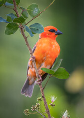 Bright orange bird