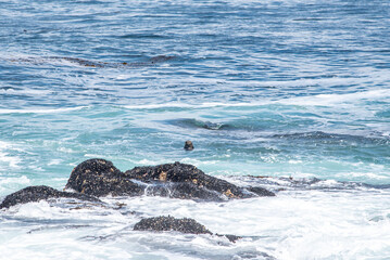 Fototapeta premium Waves Crashing on the California Coast at Pebble Beach